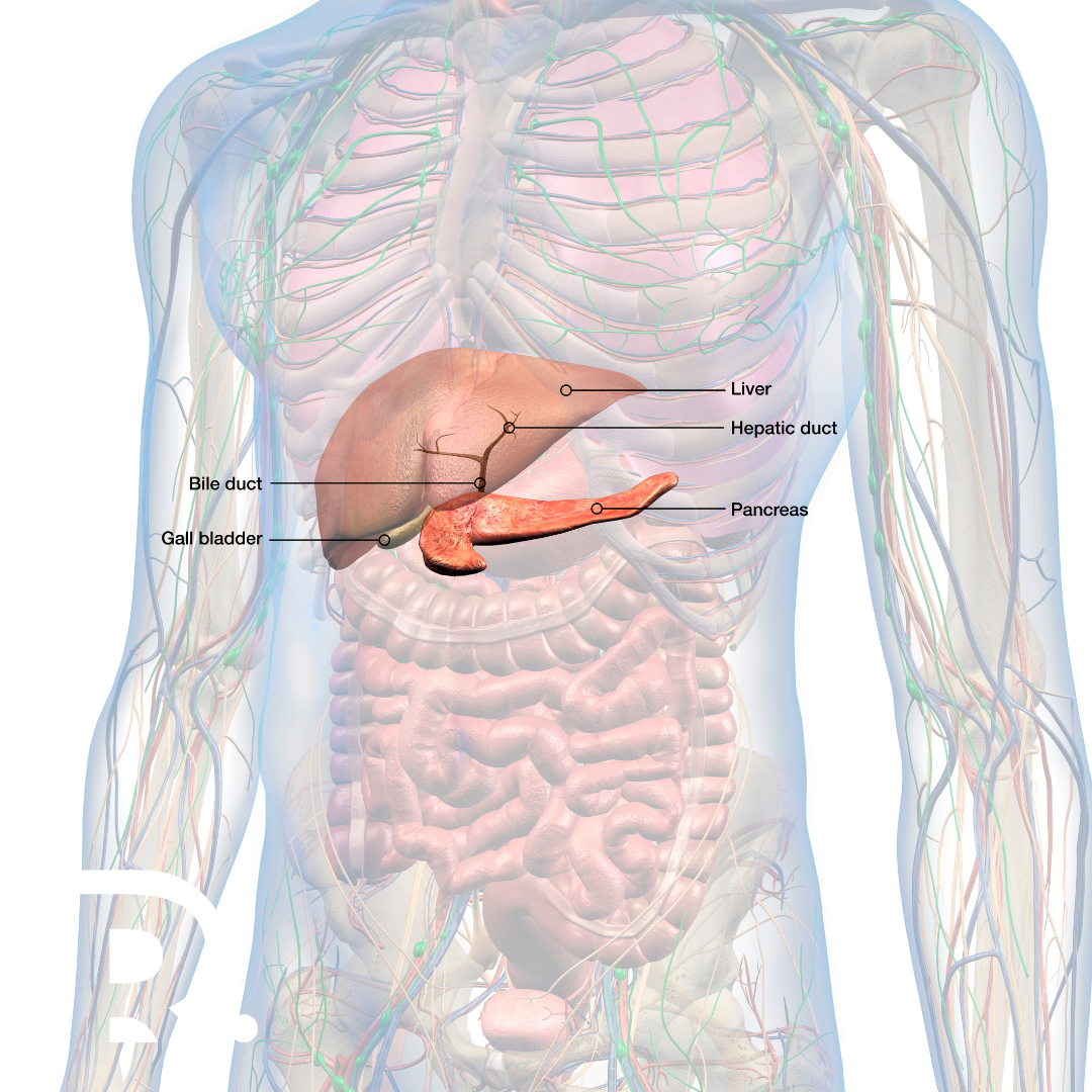 Chirurgia hepato-bilio-pancreatică